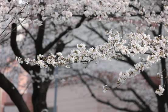 说明: //rcb.chengrenav.net/__local/0/0E/1A/F90418D62B9F0009BCED62872C7_74EA8EE1_1382B8.png